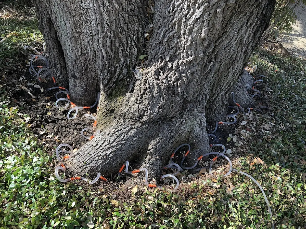 Detailed Tree Cabling and Bracing job site in Welsh