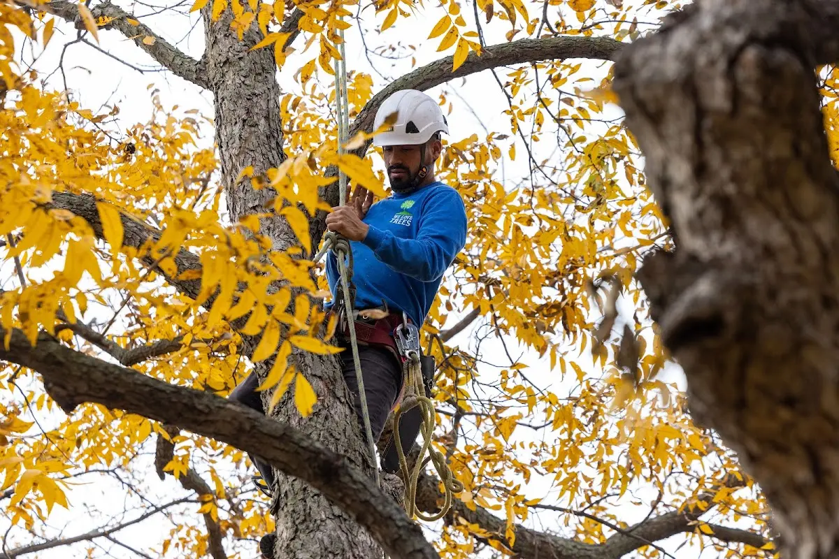 Skilled Tree Planing crew working in Welsh